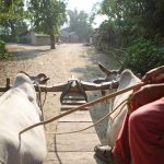 Nepal, grandeza vertical 18 29 Carreta de Bueyes en pueblo rural de Bhodara copia