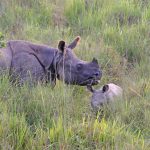 Nepal, grandeza vertical 8 11 Rinocer%C3%B3nte y su cr%C3%ADa Paeque Nacional de Chitwan copia