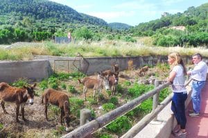 Burros Torrente Andratx
