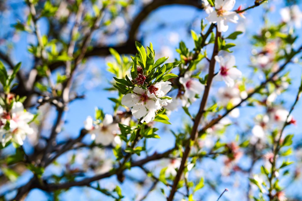 Almendros en flor 6