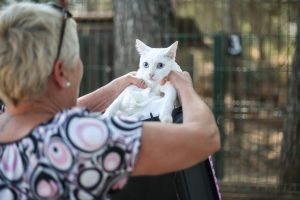 SOS Mallorca Animales 2