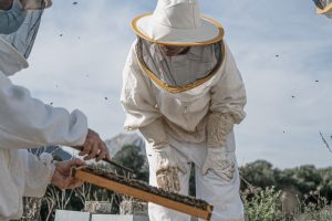 Abejas 6