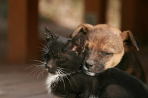 Animales abandonados 3