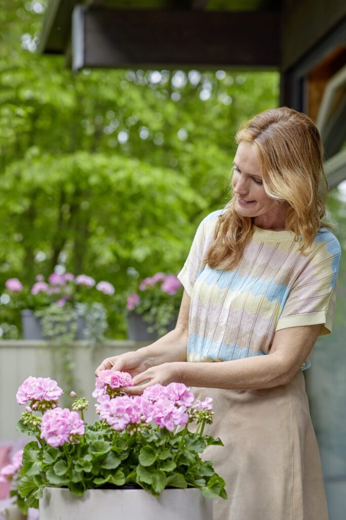 Geranios: La Flor Favorita del Verano en Jardines y Balcones 2 geranios 3