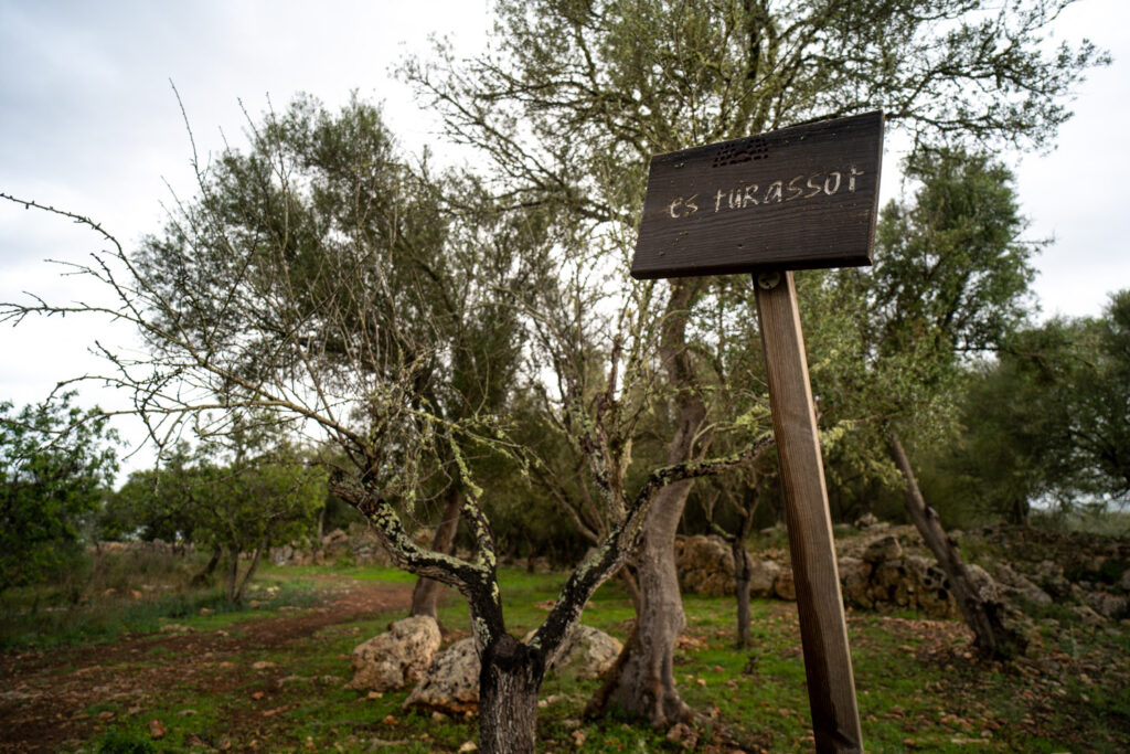 Descubriendo el Pasado: El Poblado de Es Turassot en Mallorca 9 Poblado de Es Turassot ruta talayotica 4