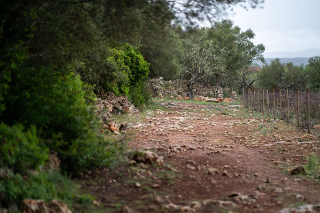 Descubriendo el Pasado: El Poblado de Es Turassot en Mallorca 7 Poblado de Es Turassot ruta talayotica 15