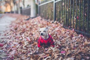 Cute Chihuahua in a red sweater enjoys an autumn walk through fallen leaves.