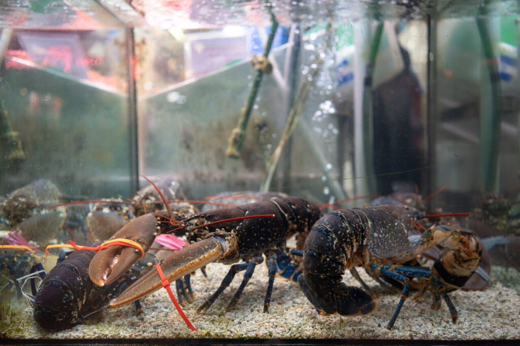 Compra hoy o paga el doble: La guía urgente para congelar marisco en Mallorca y ahorrar un 40% en tu cena de Nochebuena 2 Mercado Del Olivar Pescaderia colas 14