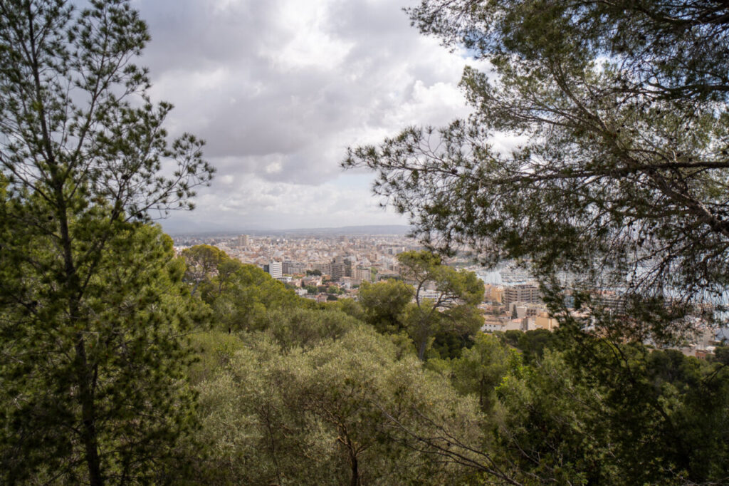 Vista panorámica de Palma desde el bosque de Bellver con árboles en primer plano.