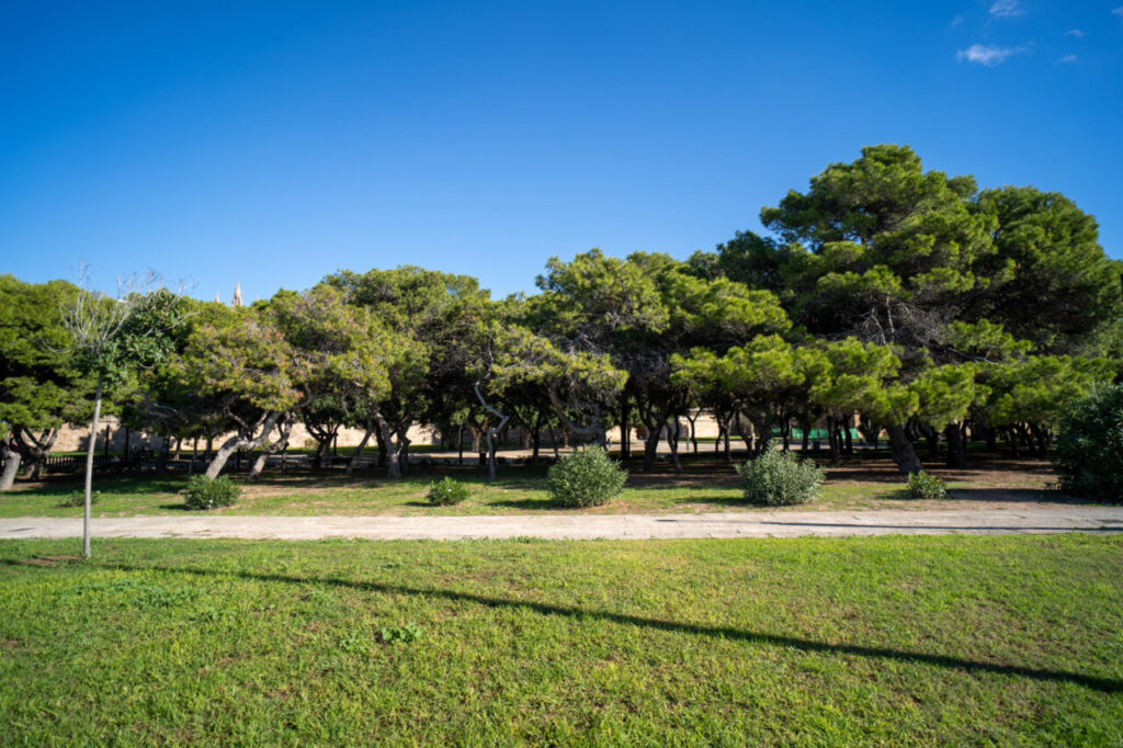 Vista de la Catedral de Palma entre árboles en un parque