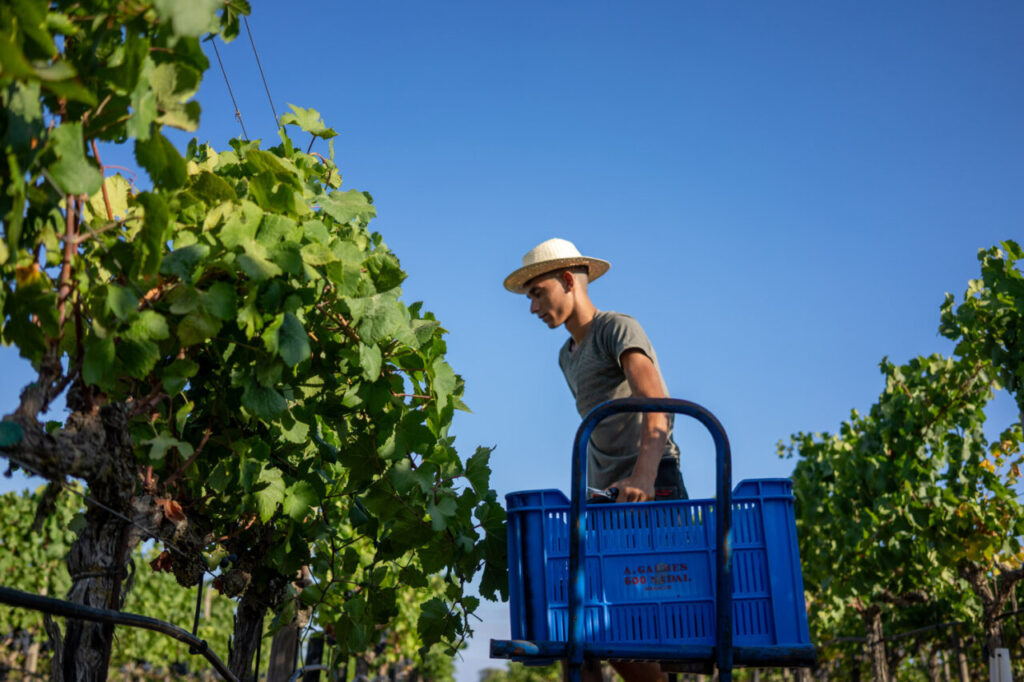 Joven recolectando uvas en un viñedo de Mallorca bajo el sol