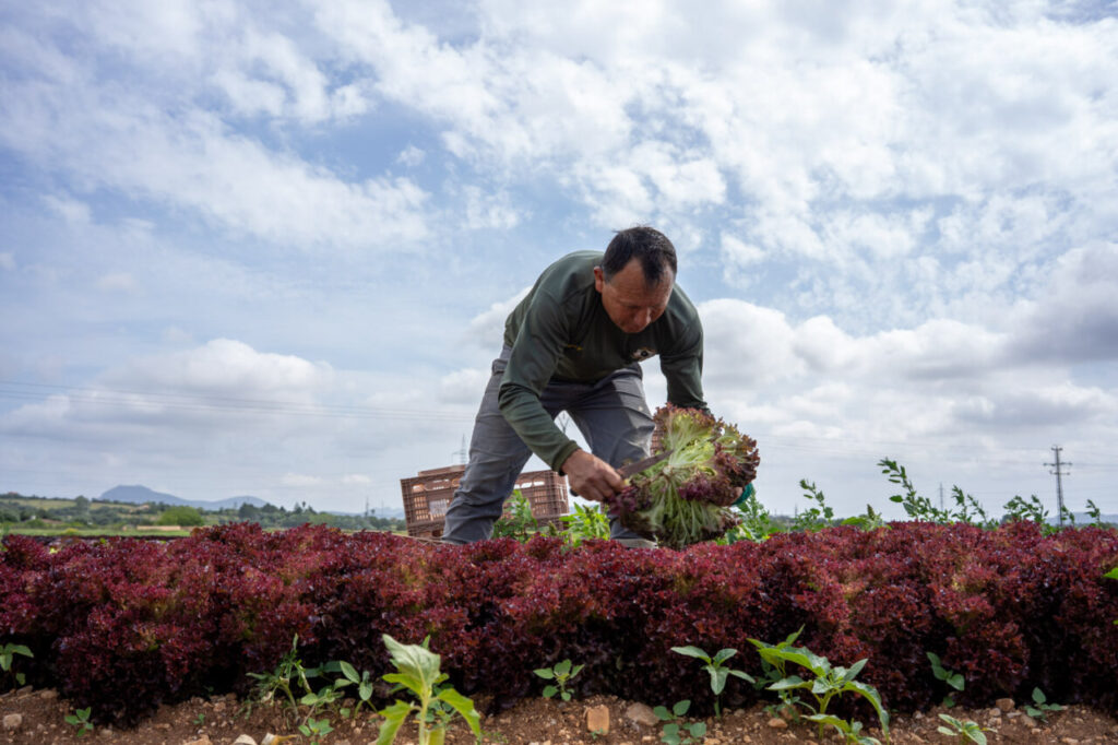 Hombre cosechando lechuga en un campo de Mallorca