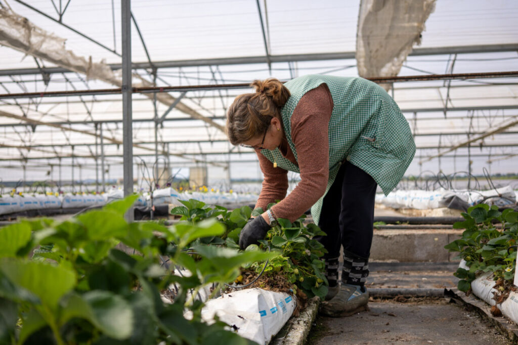 Mujer cosechando fresas en un invernadero en Mallorca