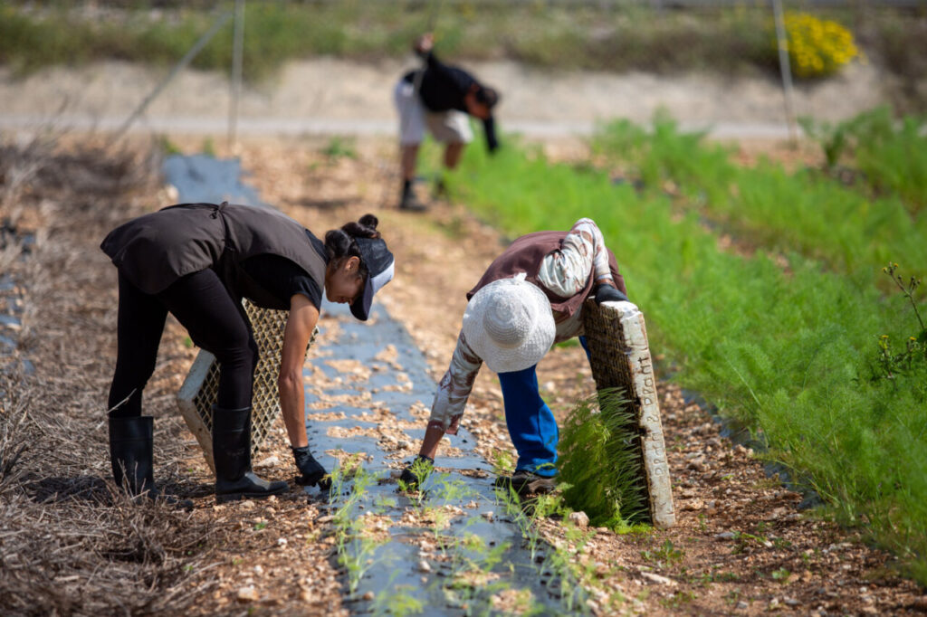 Personas trabajando en un cultivo de frutas y verduras en Mallorca