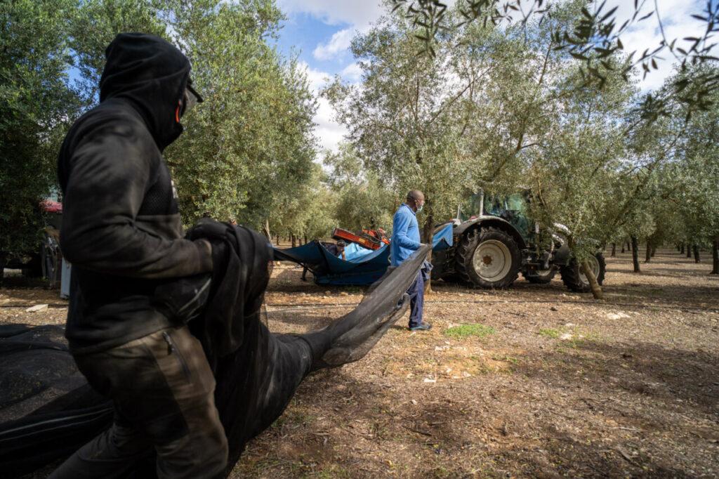 Trabajadores en un campo de olivos en Mallorca recolectando aceite de oliva