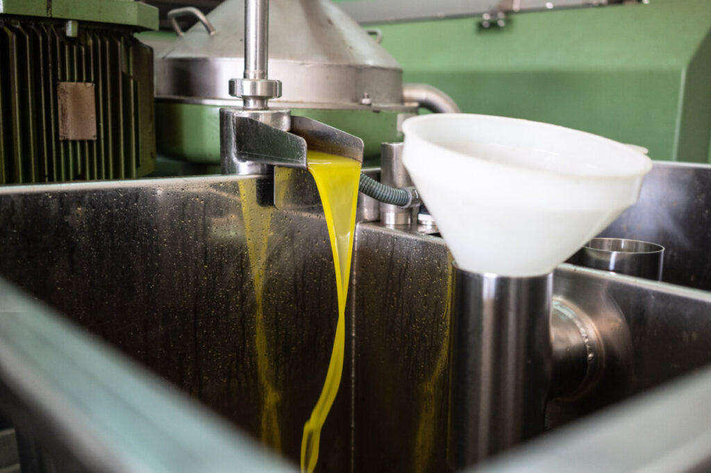 Proceso de extracción de aceite de oliva en Mallorca