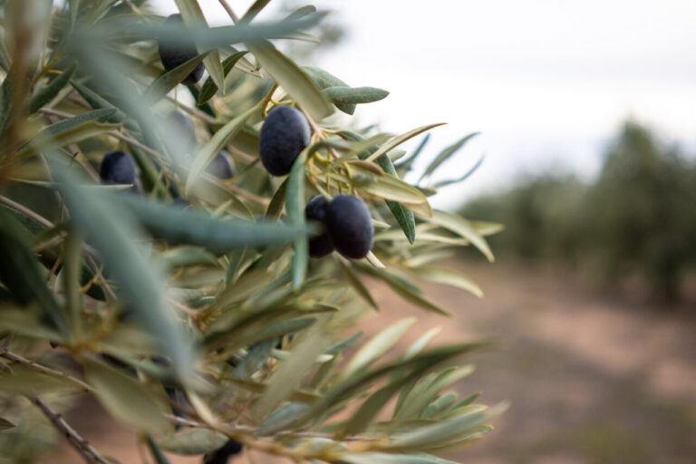 Aceitunas en un olivar de Mallorca con hojas verdes