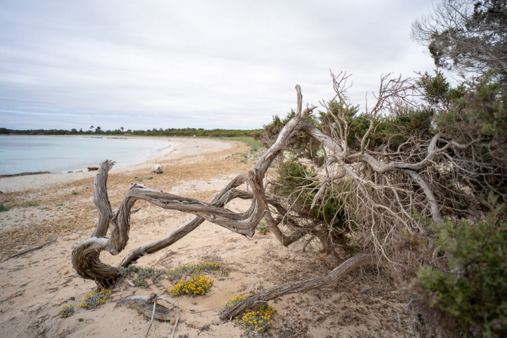 Antes de que lleguen los turistas: las cinco calas vírgenes de Mallorca que debes visitar ahora 2 Vista de la playa Es Caragol con vegetación costera