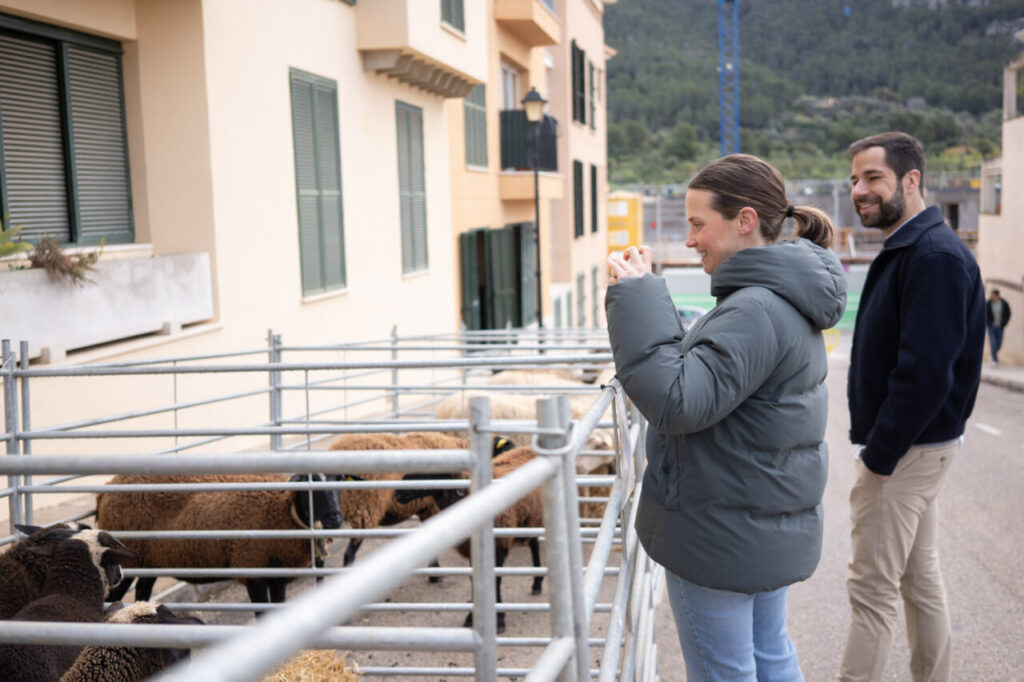 Visitantes observando ovejas en la Fira de Andratx