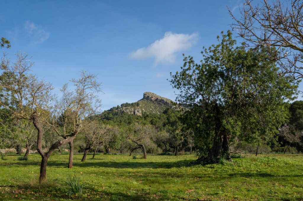 Las possessions de Mallorca: las fincas históricas que no deberías perderte este año 6 Vista de la Sierra de Tramuntana con árboles y montañas