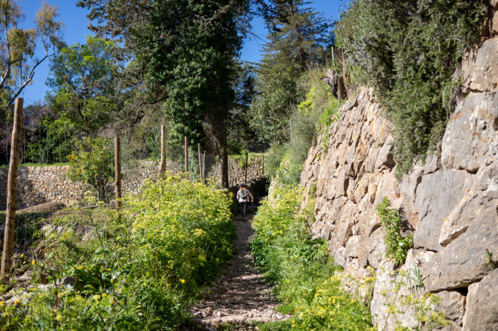 Sendero en la Serra de Tramuntana, Mallorca, rodeado de vegetación