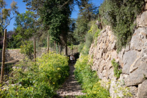 Sendero en la Serra de Tramuntana, Mallorca, rodeado de vegetación
