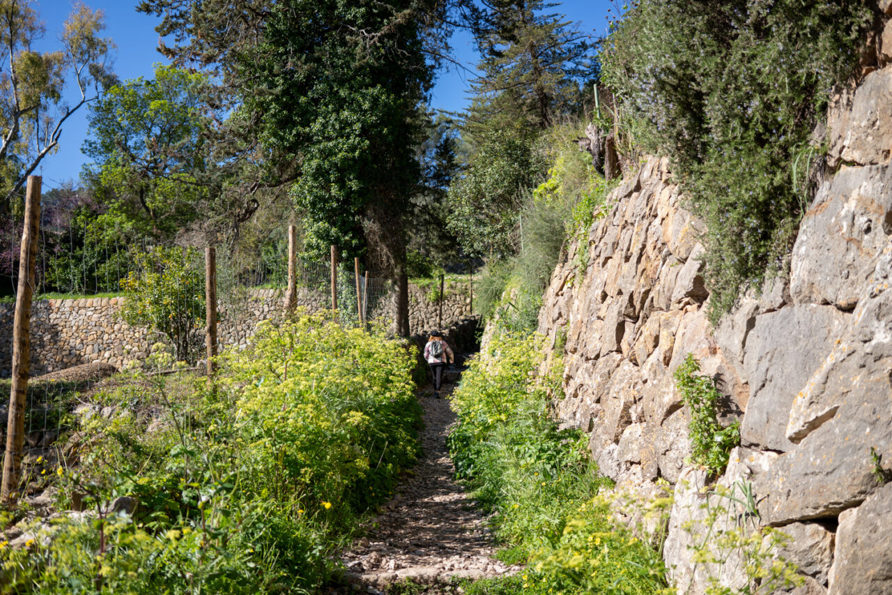 Sendero en la Serra de Tramuntana, Mallorca, rodeado de vegetación